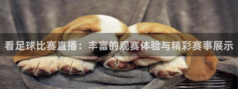 东升国际平台app官网：看足球比赛直播：丰富的观赛体验与精彩赛事展示